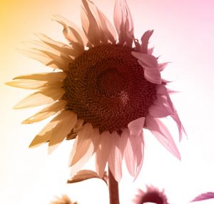 Institut dermed blog premature aging