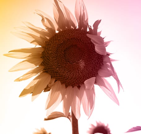 Institut dermed blog premature aging